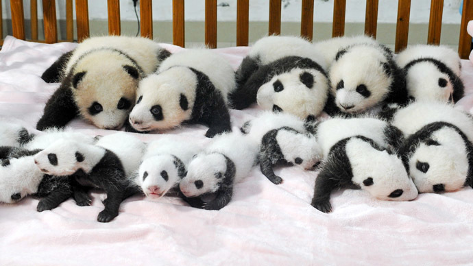 asilo panda 1