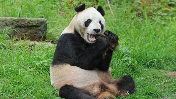 Pan pan, el longevo panda gigante de 31 años