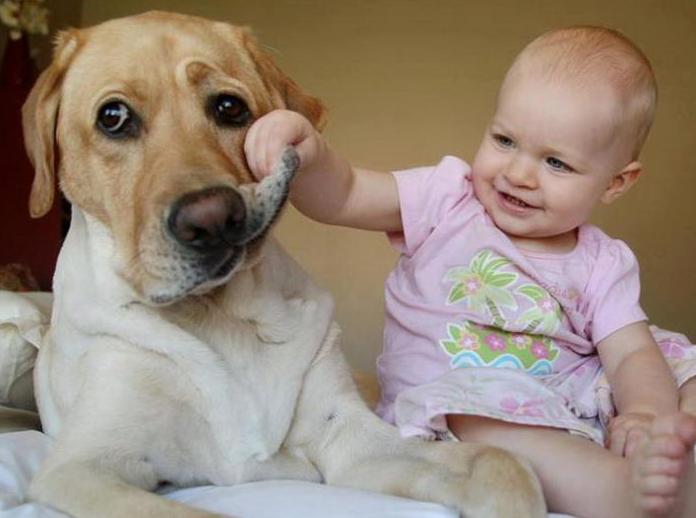 perro y niño