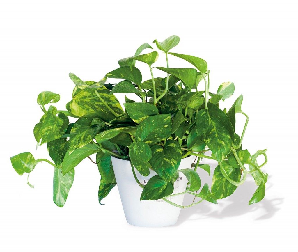 Planta potus de hojas verdes y jaspeadas en maceta blanca, utilizada como purificadora del aire en interiores.