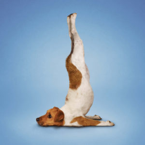 perro yoga