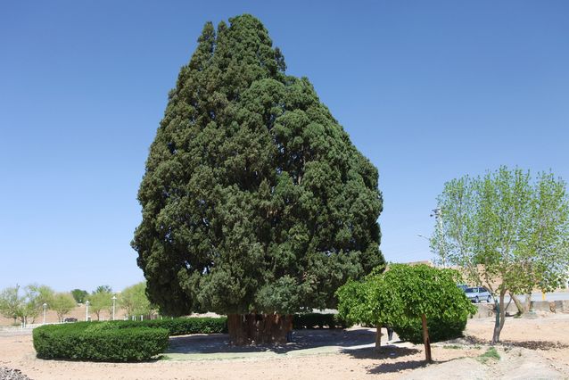 árboles viejos-Sarv-e-Abarqu-cypress