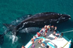 ballenas en puerto Madryn