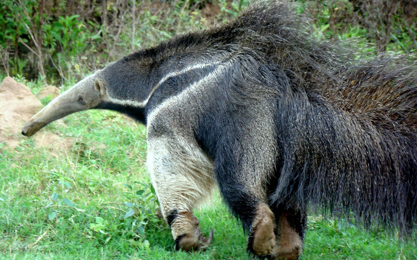 oso-hormiguero