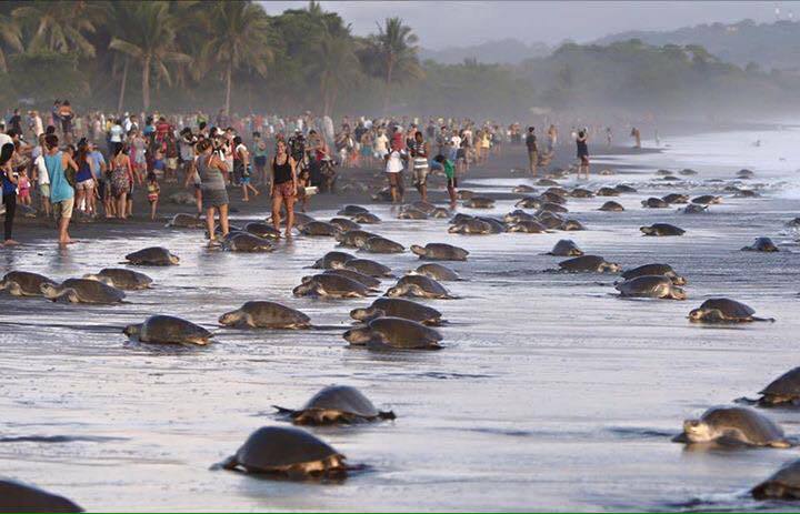 tortugas-costa-rica