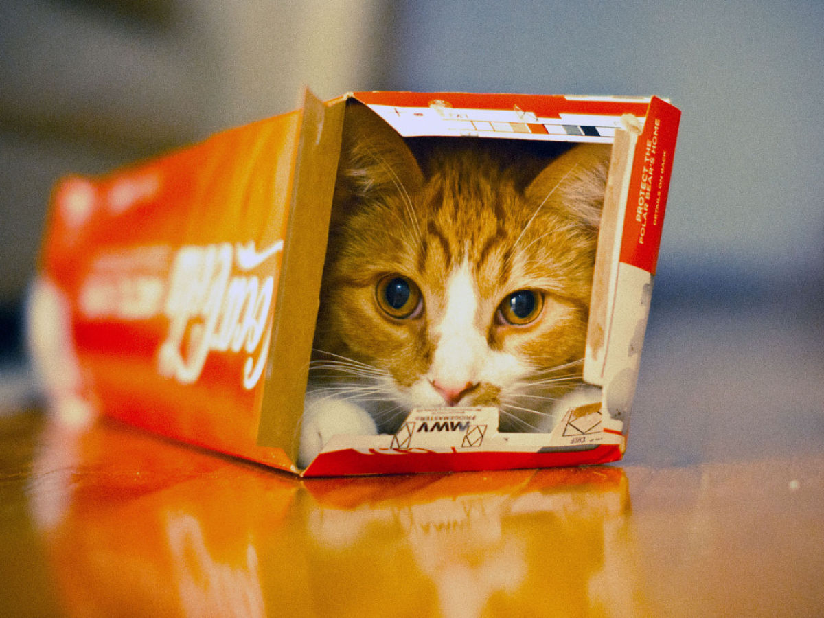 gatos cajas
