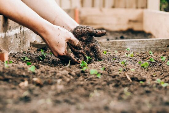 Manos cubiertas de tierra plantando brotes jóvenes en una huerta casera.