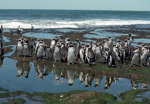 Punta tombo pinguinos
