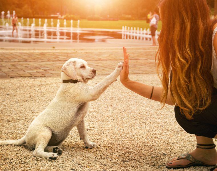 Persona jugando con un cachorro y mostrando cómo el vínculo con las mascotas activa circuitos cerebrales de bienestar.