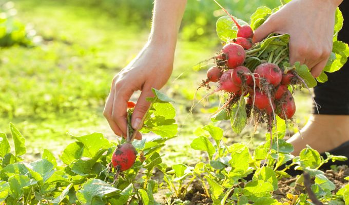 Mujer cosechando rabanitos en una huerta en casa