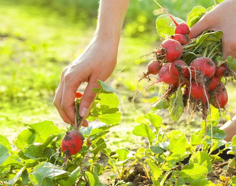 Mujer cosechando rabanitos en una huerta en casa