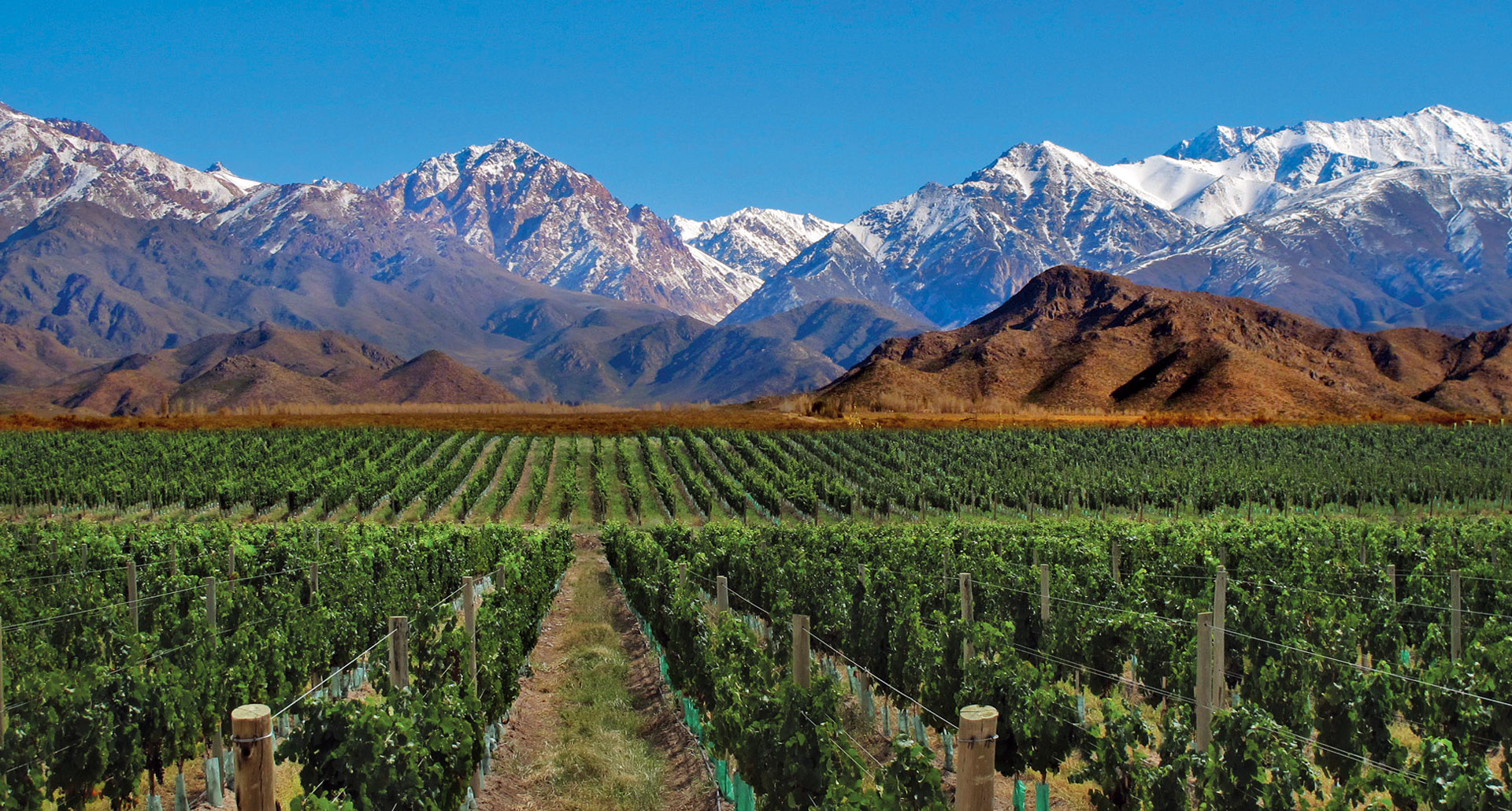 Vino argentino: la Conferencia Mundial de Enoturismo tendrá sede en 