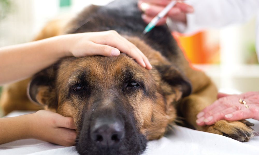 vacunacion perros