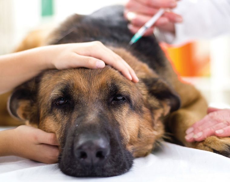 Perro pastor alemán recibiendo cuidados veterinarios con apoyo de su familia.