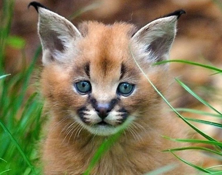 una de las razas de gatos más caros del mundo