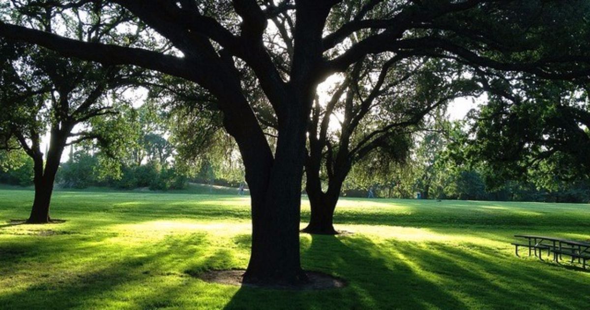 Seamos un árbol»: proponen convertir los cementerios en bosques - Buena  Vibra