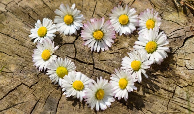primavera amor