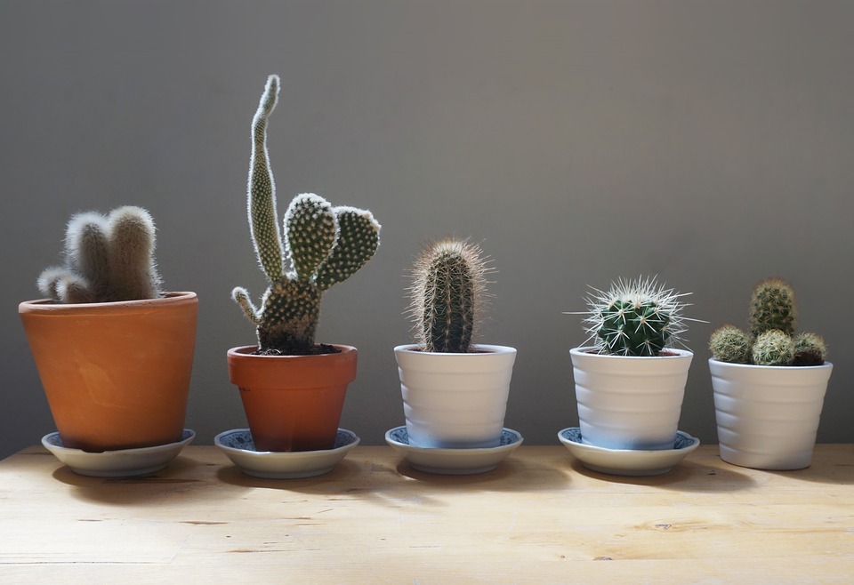 cómo se llaman los cactus pequeños