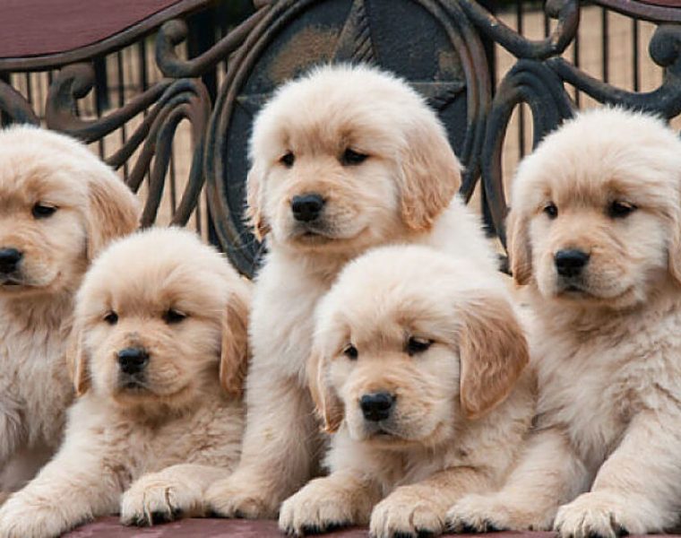 Golden Retriever ideal para niños y familias