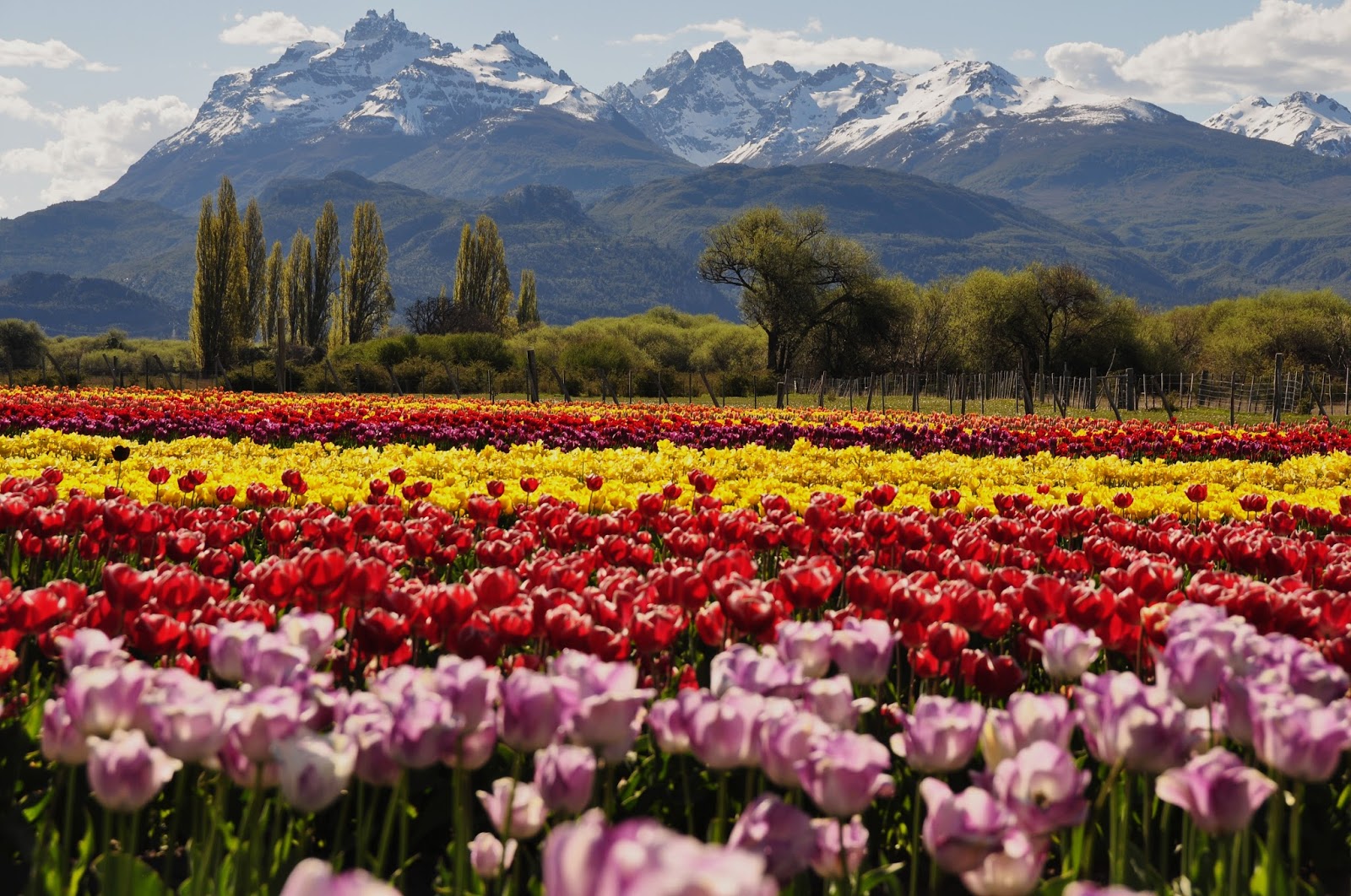 La impactante belleza del campo de tulipanes al pie de la cordillera