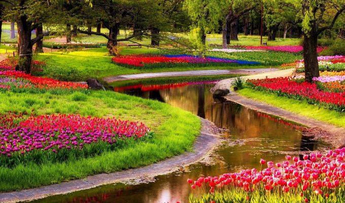 tulipanes en Holanda