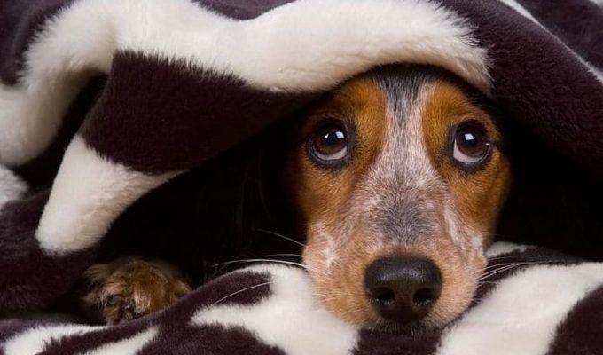 juegos pirotécnicos mascotas