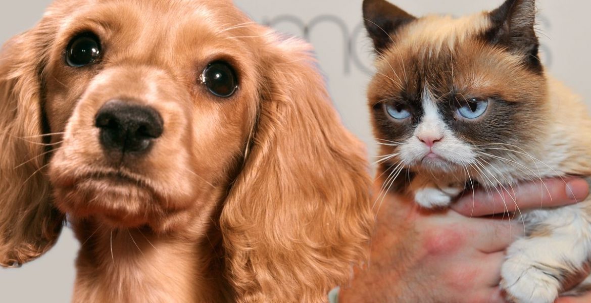 perros vs gatos