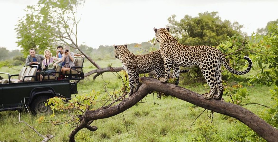 safari sudafrica parque kruger