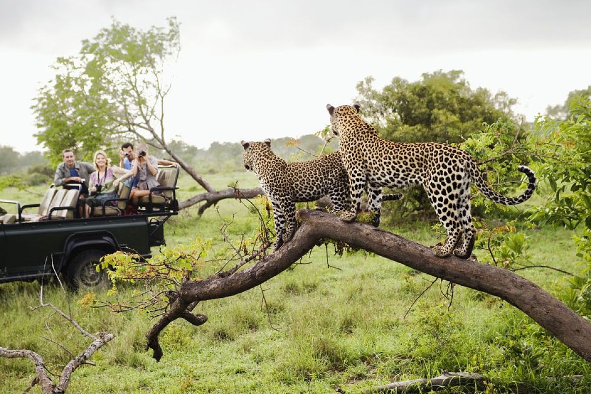 safari sudafrica o kenia
