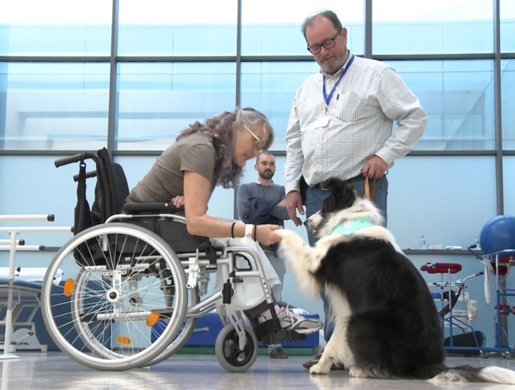 perros en hospitales