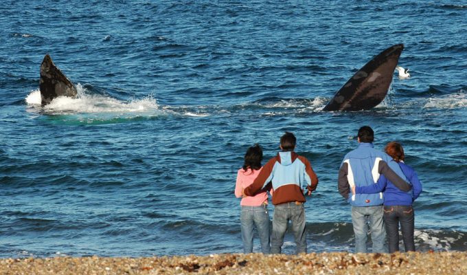 avistaje de ballenas en Puerto Madryn