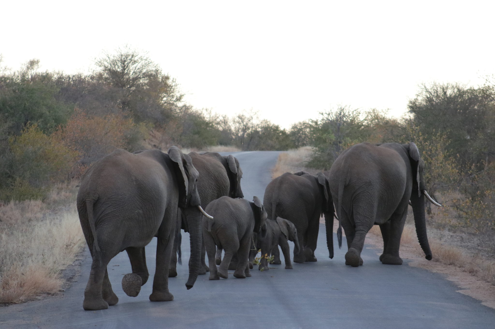 Familia de Elefantes en el Parque Kruger
