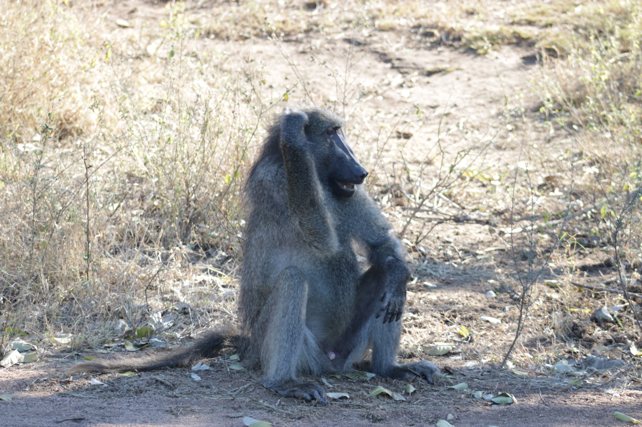 Mono en el Parque Kruger