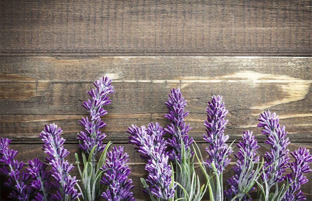 lavanda combate pulgas