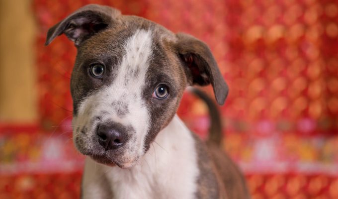 perro pequeño con cara triste por estar molesto