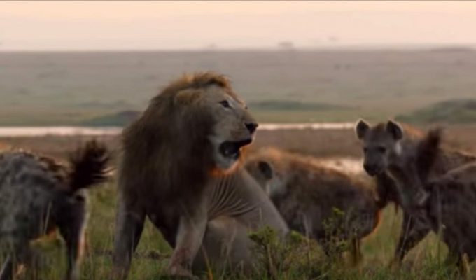 león salva a su amigo de las hienas