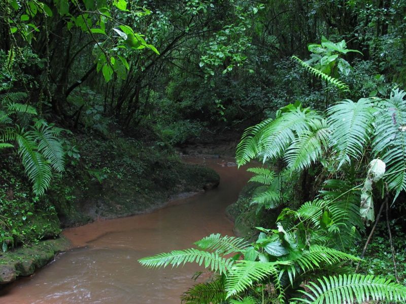 La Selva Misionera Es Finalista De Las 7 Maravillas Naturales Argentinas 1198