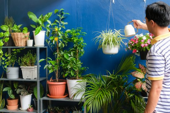 Las cinco plantas que más purifican el aire plantas que purifican el aire