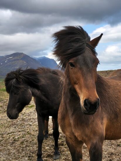 Foto de dos caballos en un paisaje montañoso.