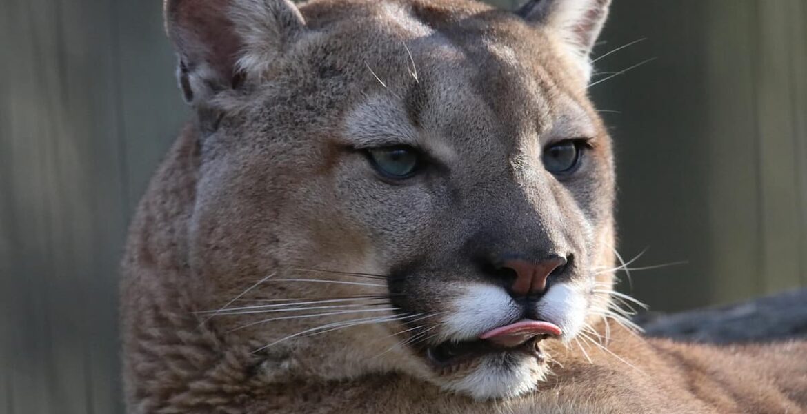 Hermoso puma argentino en su habitat natural