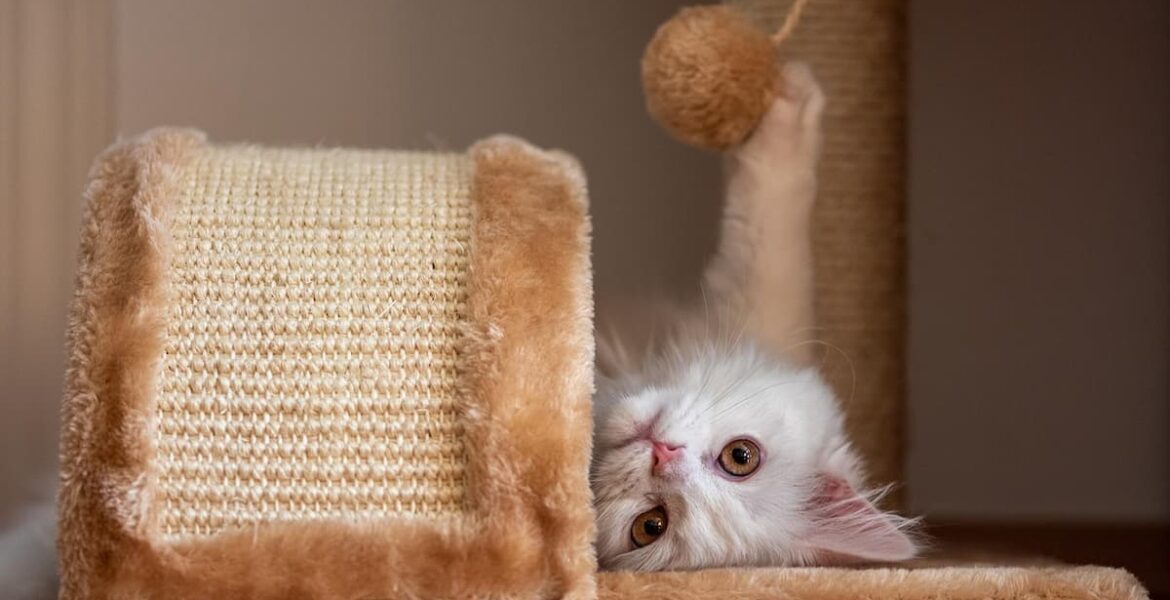 Gatito jugando con un centro de actividad felino