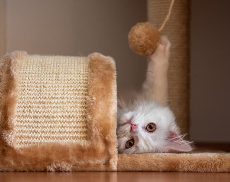 Gatito jugando con un centro de actividad felino