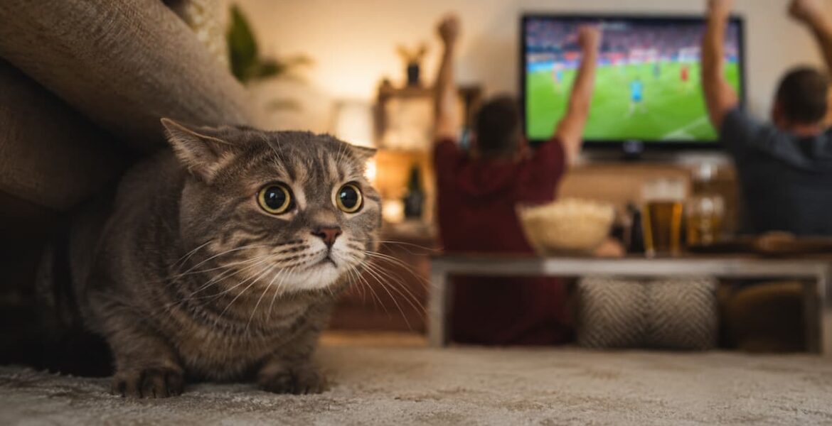 Tu gato también sufre los gritos del Mundial: cómo evitar que se asuste durante los partidos