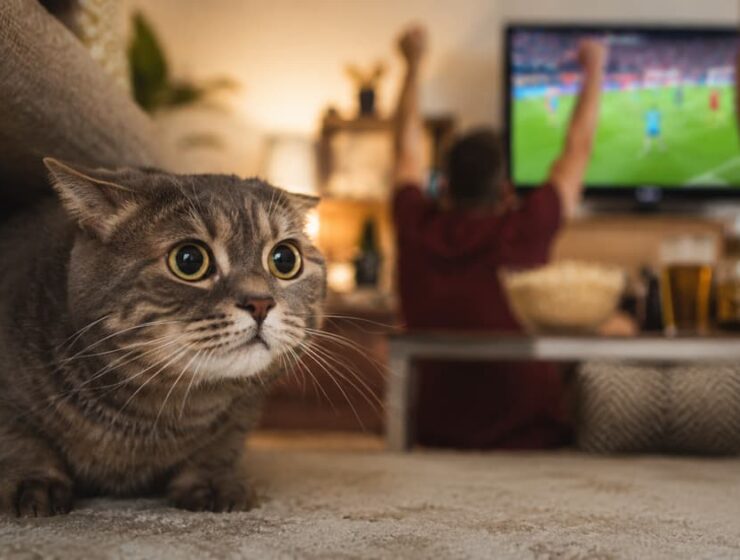 Tu gato también sufre los gritos del Mundial: cómo evitar que se asuste durante los partidos