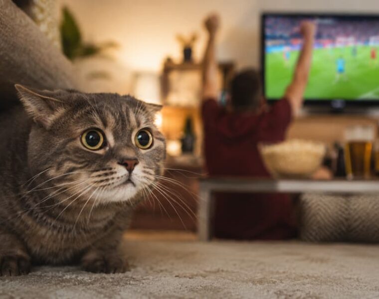 Tu gato también sufre los gritos del Mundial: cómo evitar que se asuste durante los partidos
