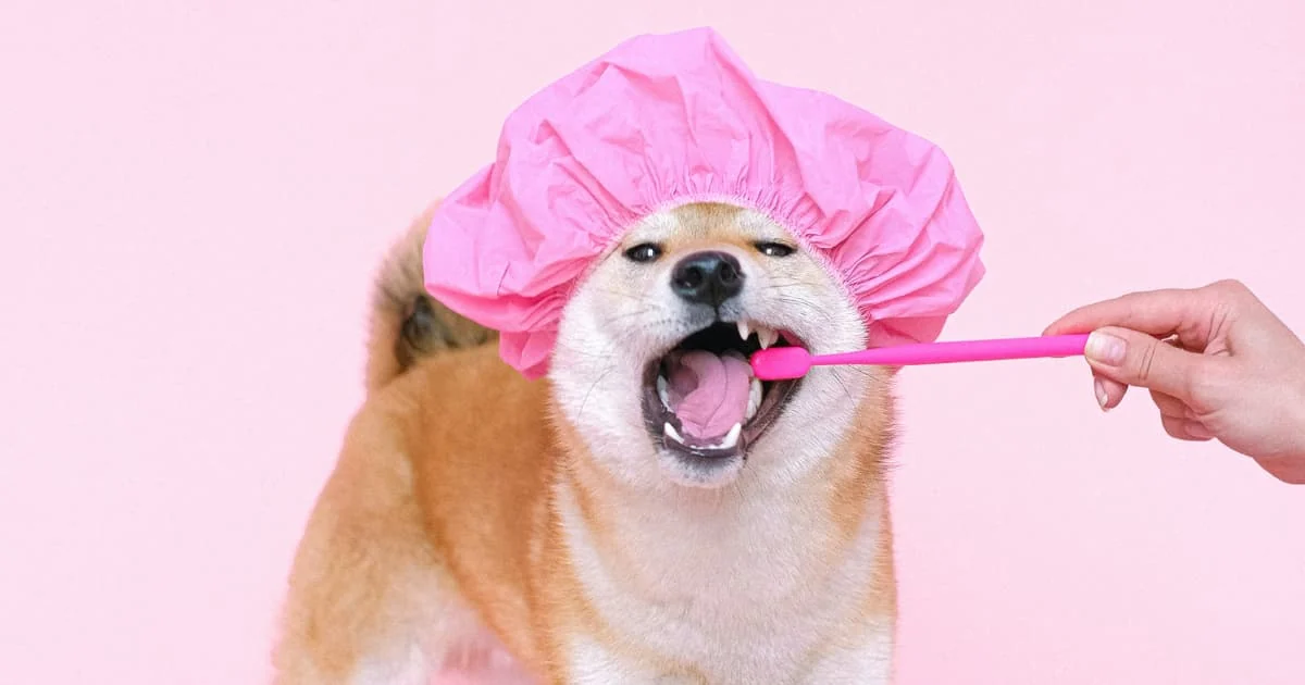 lavarle los dientes a tu mascota