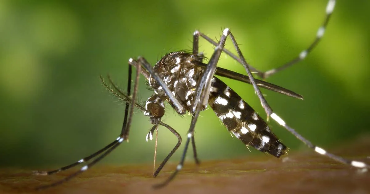 repelente de mosquitos casero