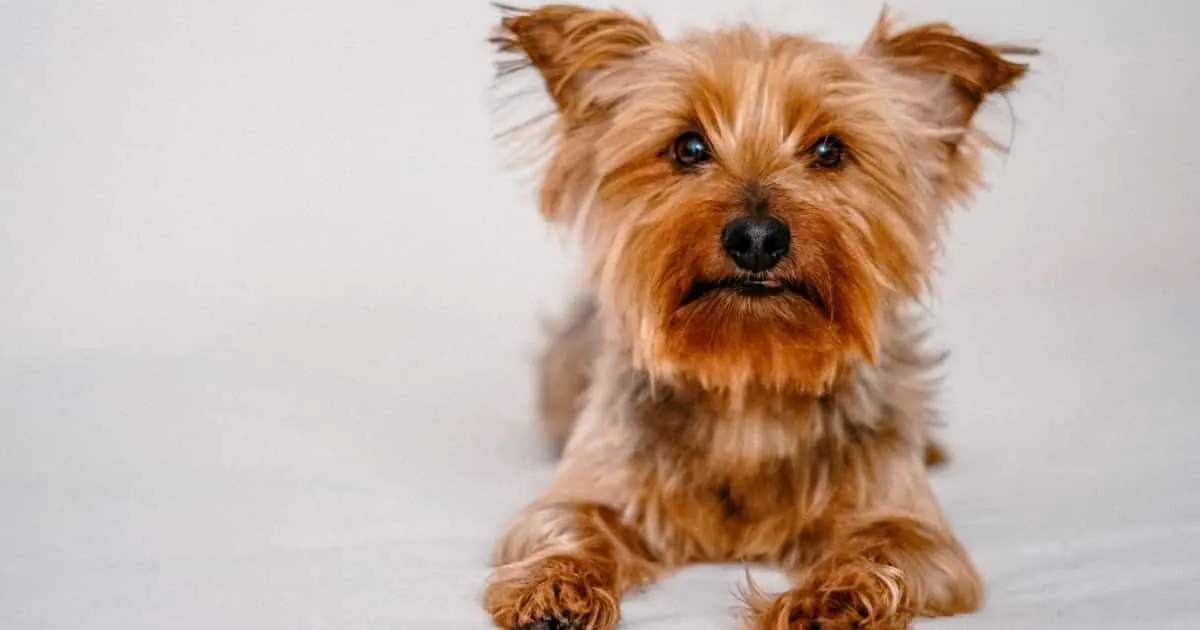 Yorkshire terrier perros mascotas adoptar animales