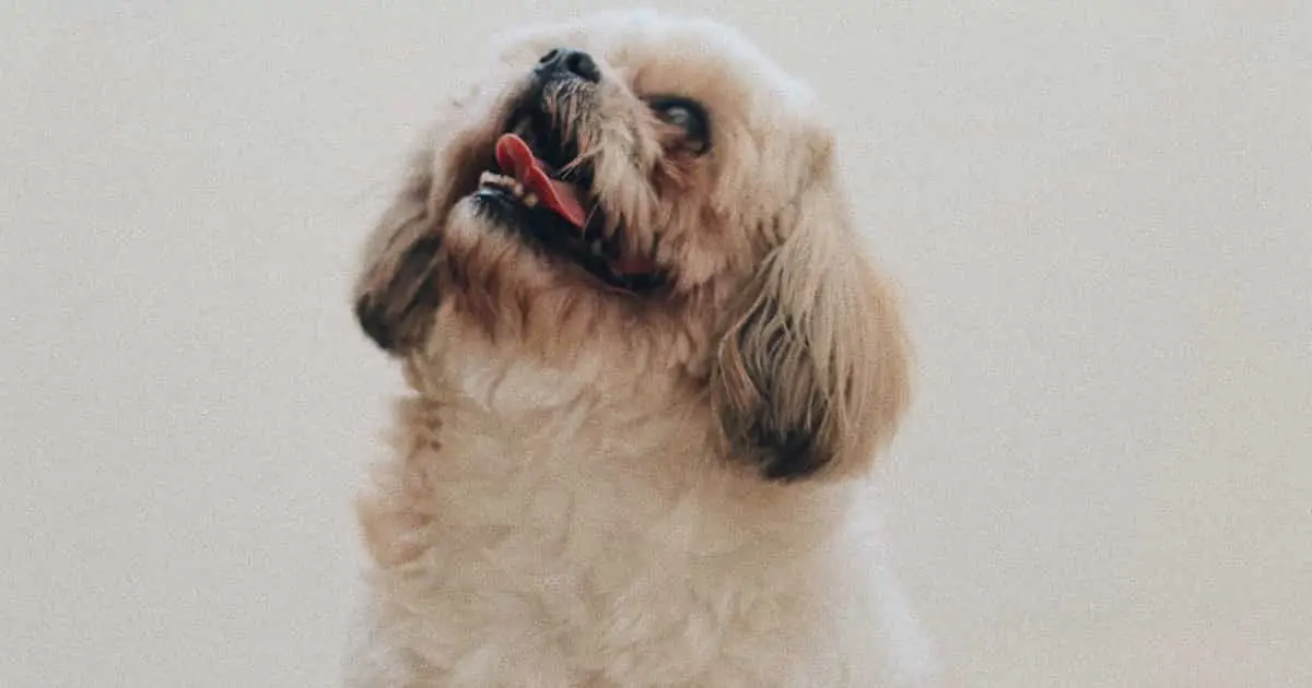 Shih Tzu de pelaje largo y esponjoso sentado en el interior de una casa.