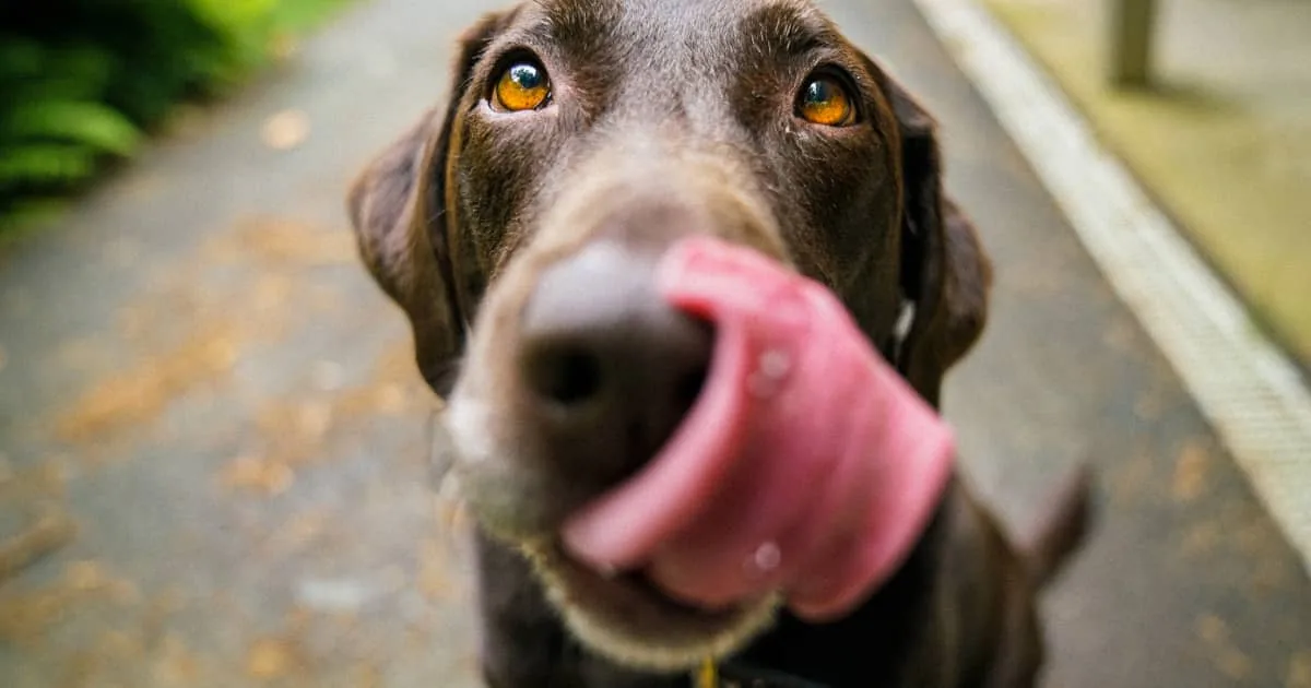 Perro de pelaje oscuro y ojos ámbar lamiéndose el hocico en primer plano